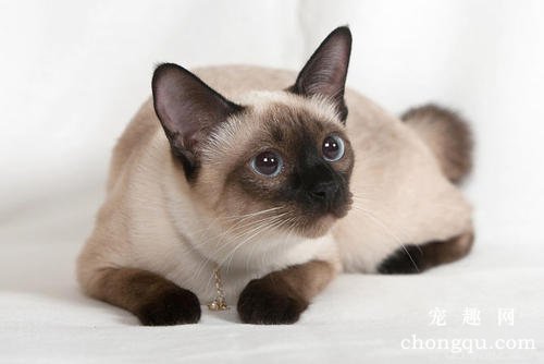 猫撒尿在床上怎么改？