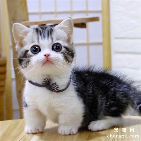 猫哺乳期能驱虫吗？