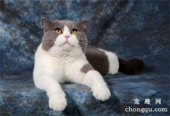 猫为啥不在猫砂盆拉大便