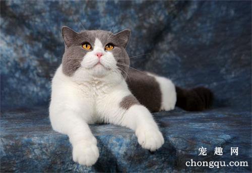 猫为啥不在猫砂盆拉大便