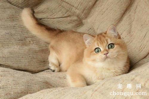 猫咪多长时间洗澡一次？