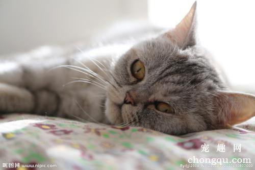 猫咪胃口不好没有食欲怎么办？