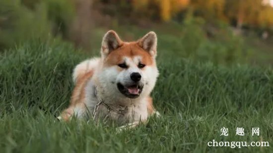 秋田犬流产的原因分析