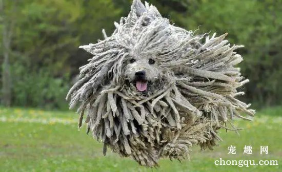 带你更深了解波利犬