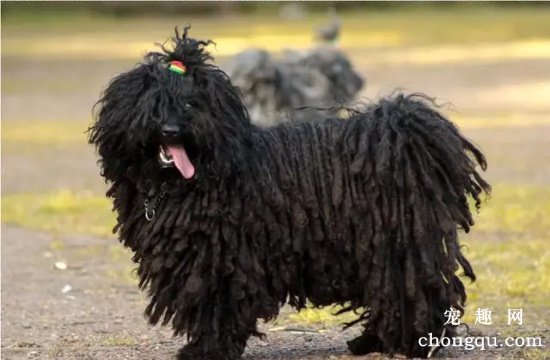 带你更深了解波利犬
