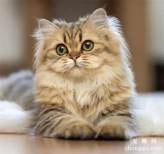 猫咪美图,猫咪萌照,猫咪摄影,猫咪图片