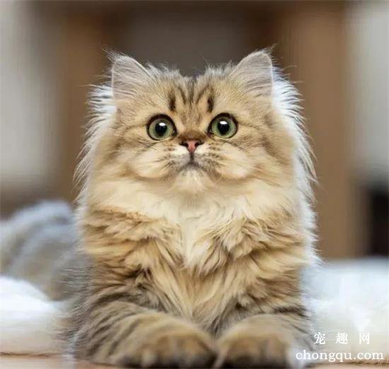 猫咪美图,猫咪萌照,猫咪摄影,猫咪图片
