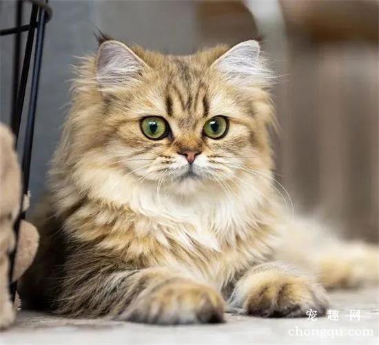 猫咪美图,猫咪萌照,猫咪摄影,猫咪图片