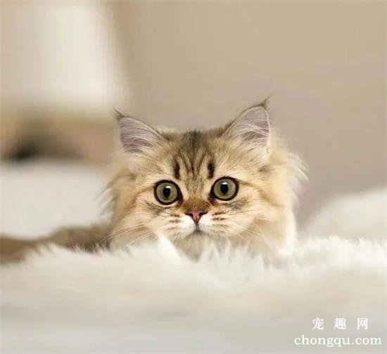猫咪美图,猫咪萌照,猫咪摄影,猫咪图片