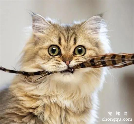 猫咪美图,猫咪萌照,猫咪摄影,猫咪图片