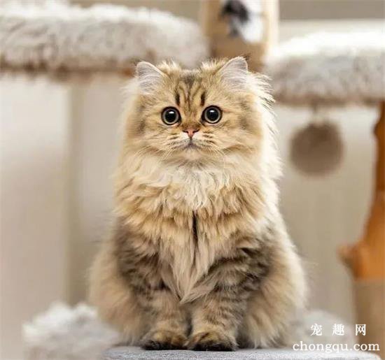 猫咪美图,猫咪萌照,猫咪摄影,猫咪图片