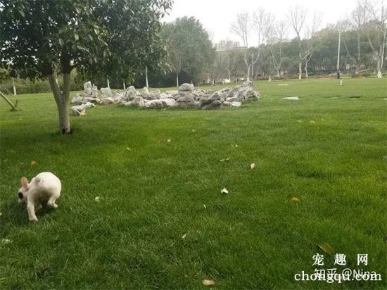 流浪狗知道它在流浪吗？