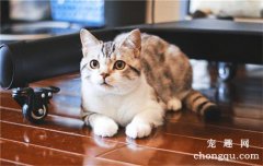 猫咪创伤化脓用什么药