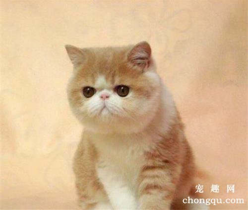 猫咪皮肤大面积发红是什么原因？