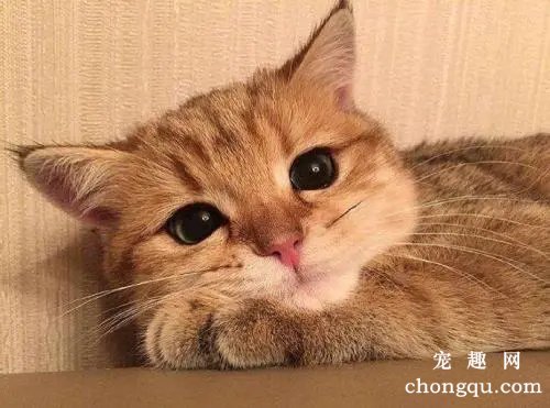 猫咪便秘怎么办？