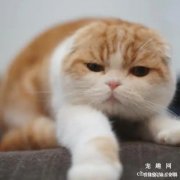 猫咪尿血的原因和治疗