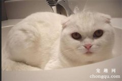 <b>猫拉肚子了怎么办</b>