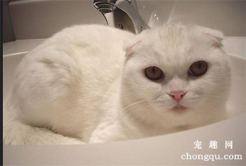 猫拉肚子了怎么办