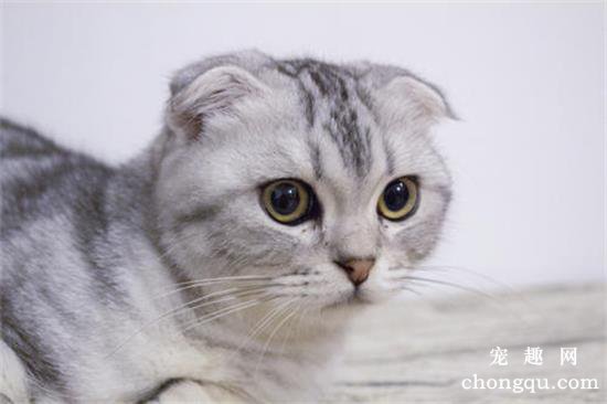 猫吐舌头是什么原因？