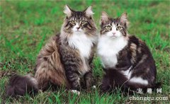<b>猫肚子一抽一抽的怎么回事</b>