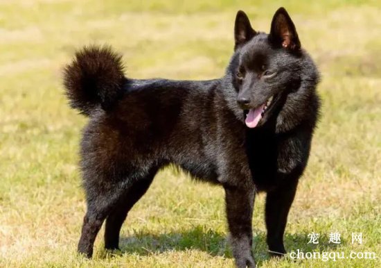 什么是西帕凯犬