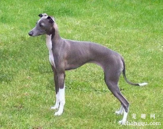 什么是灵缇犬?