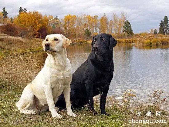 什么是拉布拉多猎犬?