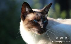 <b>猫咪软便和拉稀的差异</b>