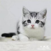 猫咪为什么老把水扒洒？