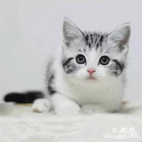 猫咪为什么老把水扒洒？