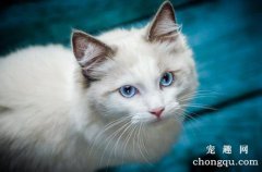 <b>两个月的小猫老是咬人怎么回事</b>