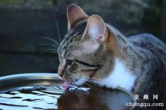 <b>十个办法让猫咪多喝水</b>