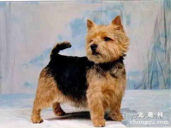 什么是伯德梗犬？