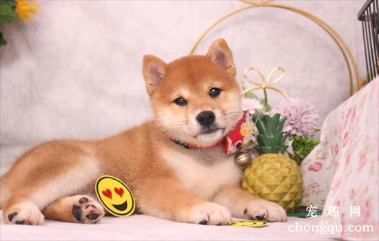 给狗狗绝育的方法