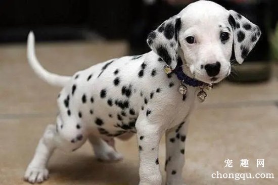 斑点狗犬瘟热的症状