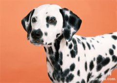 <b>斑点狗的常见疾病有哪些</b>