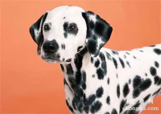 斑点狗的常见疾病有哪些