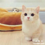 <b>小猫在家一直叫个不停怎么办？</b>