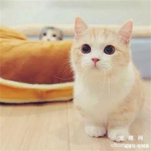 小猫在家一直叫个不停怎么办？