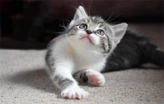猫不吃猫草咋办？