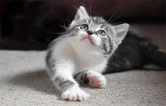 猫不吃猫草咋办？