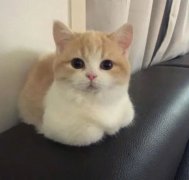<b>猫咪夏天揣手手什么意思</b>