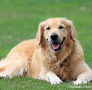 引起犬髋关节发育不良的病因以及症状