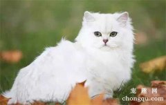 怎么让猫咪改掉用爪子挠墙的坏习惯？