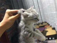 <b>为什么揪猫脖子后面它就不动了？</b>