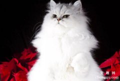 为什么很少人养波斯猫?