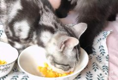 <b>两个月小猫一顿吃多少蛋黄?</b>