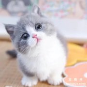 4岁的猫算老猫吗