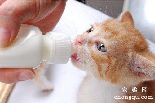 刚生的小猫不吃奶是怎么回事