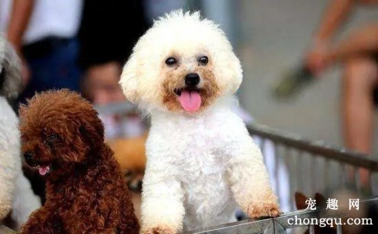 怎样使犬毛有光泽、美观?